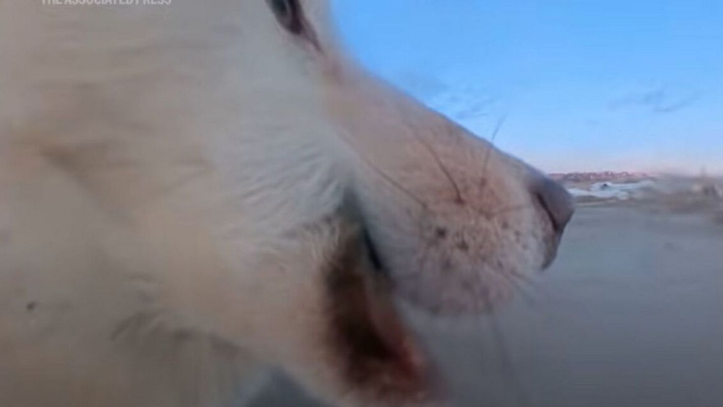 Γροιλανδία: Σκύλος-δημοσιογράφος «άρπαξε» κάμερα 700 δολαρίων και γύρισε το δικό του βίντεο