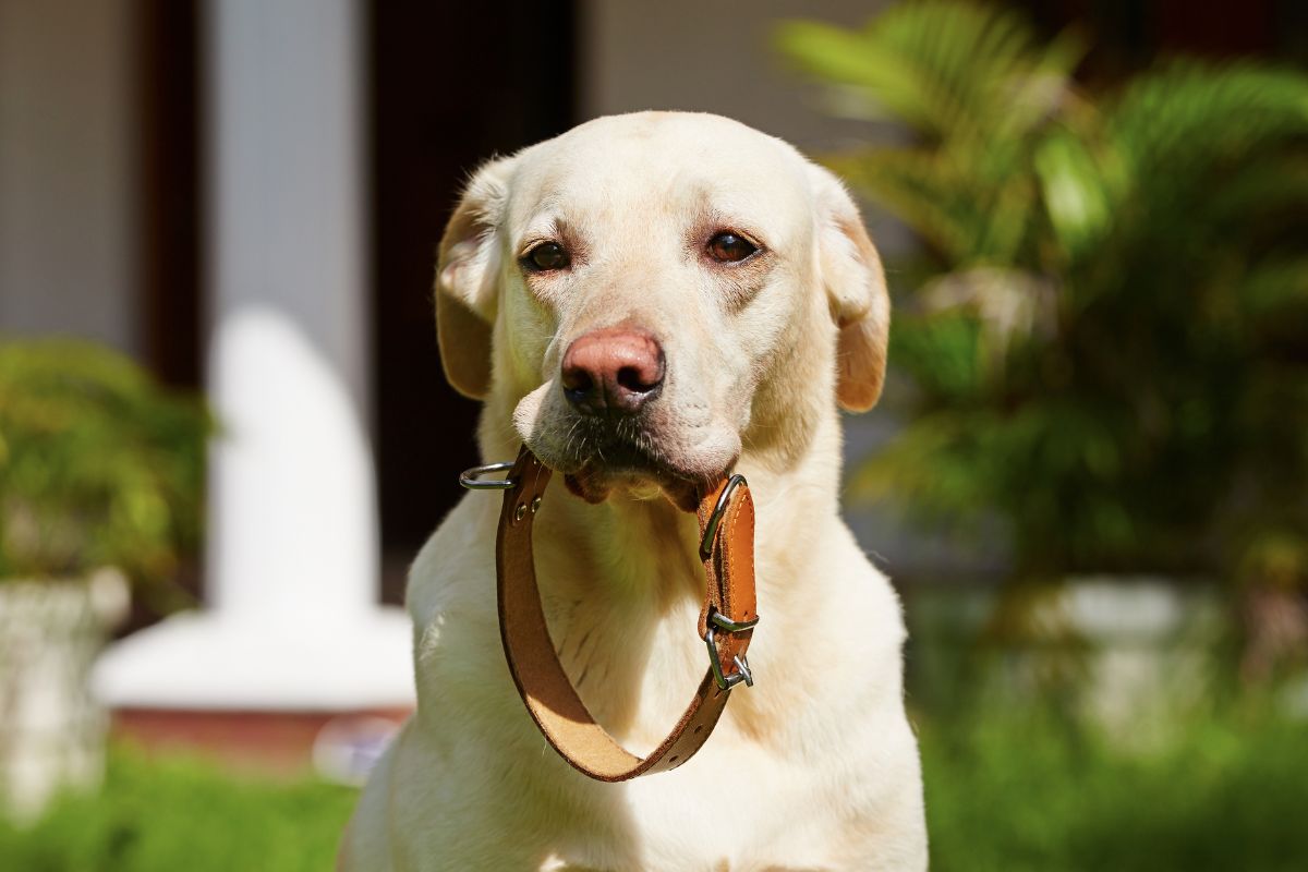 Απίστευτο: Τα πρώτα καρφωτά περιλαίμια σκύλων δημιουργήθηκαν στην αρχαία Ελλάδα!