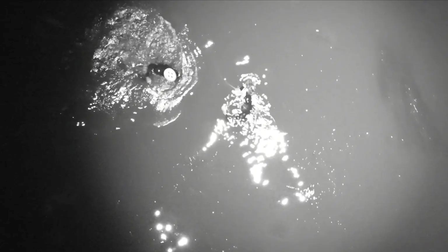 Βίντεο: Σέρφερ παρασύρθηκε στον ωκεανό από δυνατά κύματα και κρατήθηκε από σημαδούρα – Καρέ καρέ η συγκλονιστική διάσωση