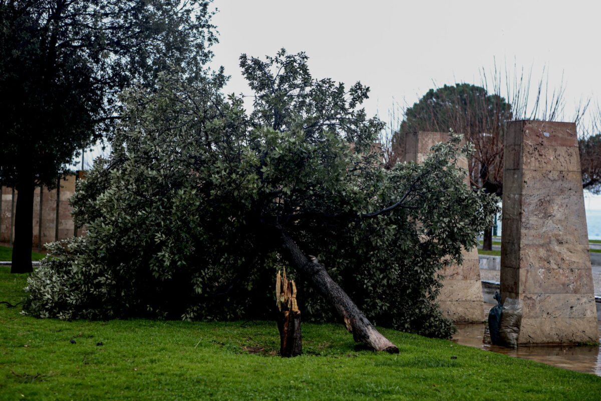 Θεσσαλονίκη: Χάος από την κακοκαιρία – Στέγαστρο κατέρρευσε σε κολώνα της ΔΕΗ, δέντρο ξεριζώθηκε κοντά στον Λευκό Πύργο 4 θεσσαλονίκη