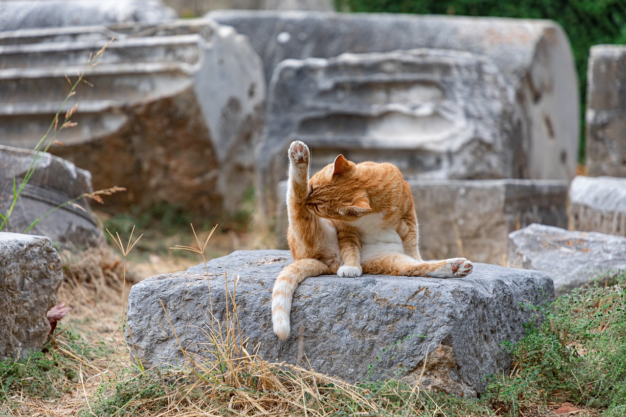 Το μυστικό για σπίτια χωρίς τρίχωμα: 7 κόλπα που δεν σου είπε κανείς