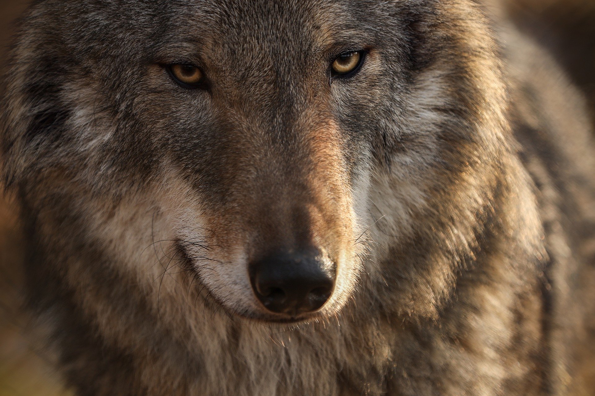 Λύκος επιτέθηκε σε πεζοπόρους στο Τατόι! Η δήλωση του δήμου Αχαρνών για το περιστατικό