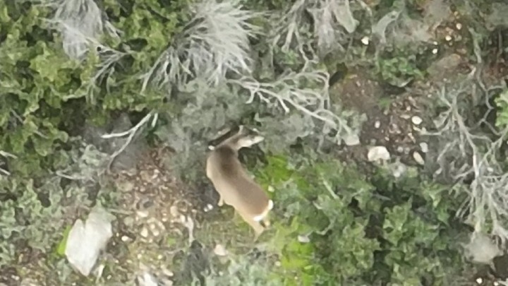 Θεσσαλονίκη: Εντυπωσιακό ζευγάρι ζαρκαδιών ανακαλύφθηκε για πρώτη φορά στο Σέιχ Σου