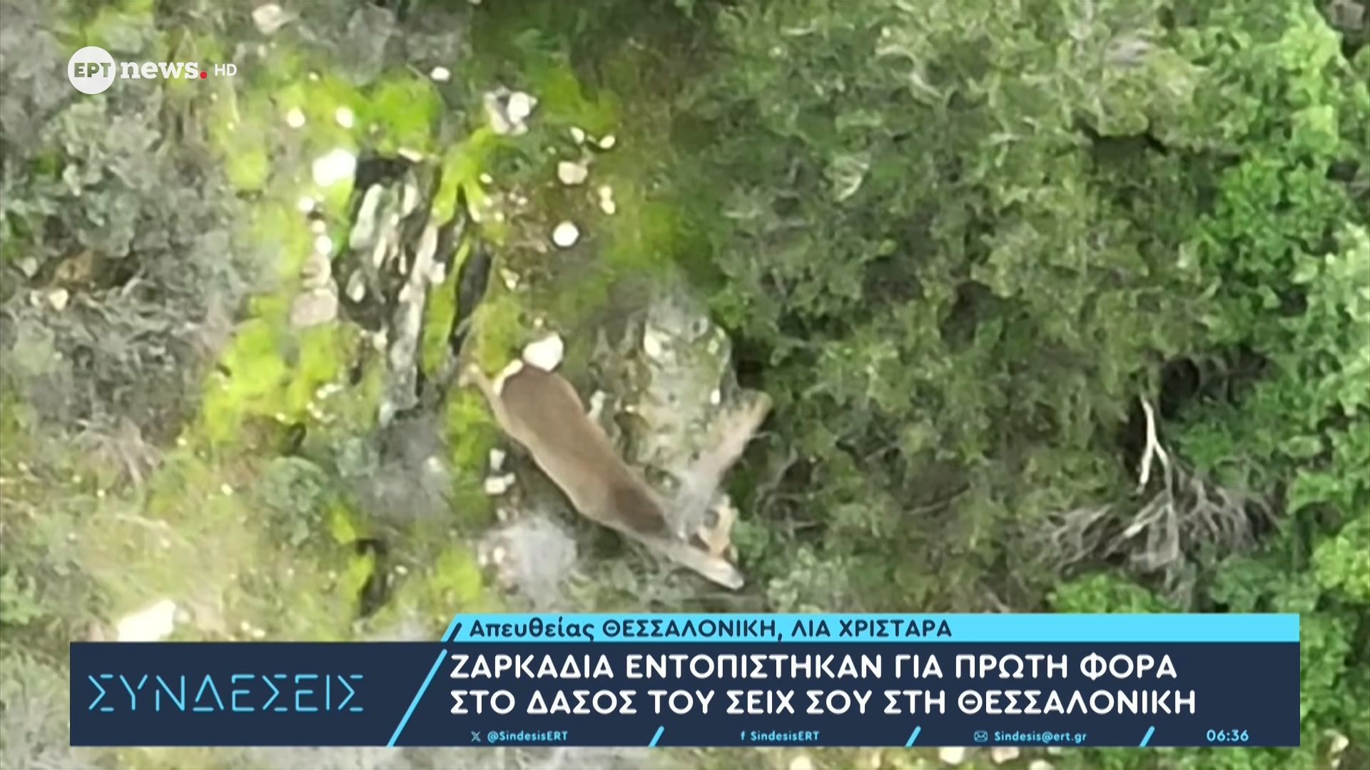Ζαρκάδια εντοπίστηκαν για πρώτη φορά στο δάσος του Σέιχ Σου στη Θεσσαλονίκη