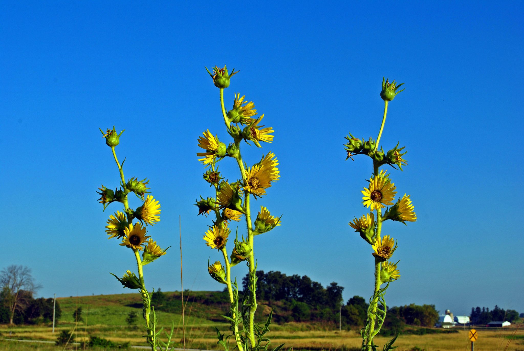Αρχαία Ελλάδα: Το μυστηριώδες φυτό που άξιζε όσο το ασήμι