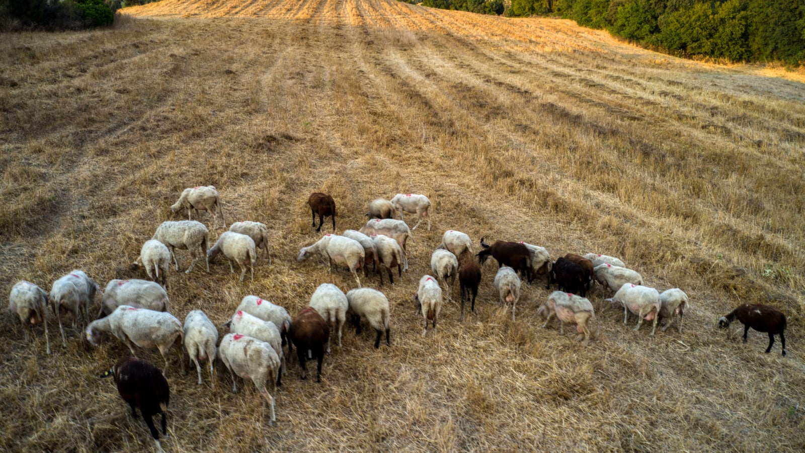 Home 69 Πάσχα με ακρίβεια και ελλείψεις: Πώς οι ζωονόσοι ανεβάζουν τις τιμές σε αρνί και κατσίκι