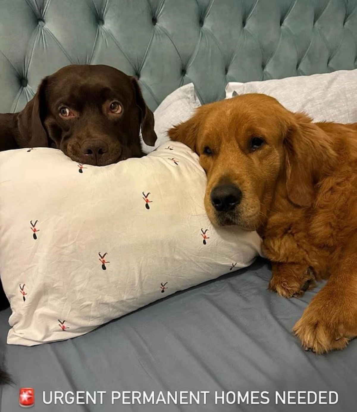 Στη φωτογραφία: Ιδιοκτήτης κατοικιδίων απευθύνει έκκληση για να υιοθετήσει κάποιος τα δύο σκυλιά του. Φωτογραφία: Daily Mail