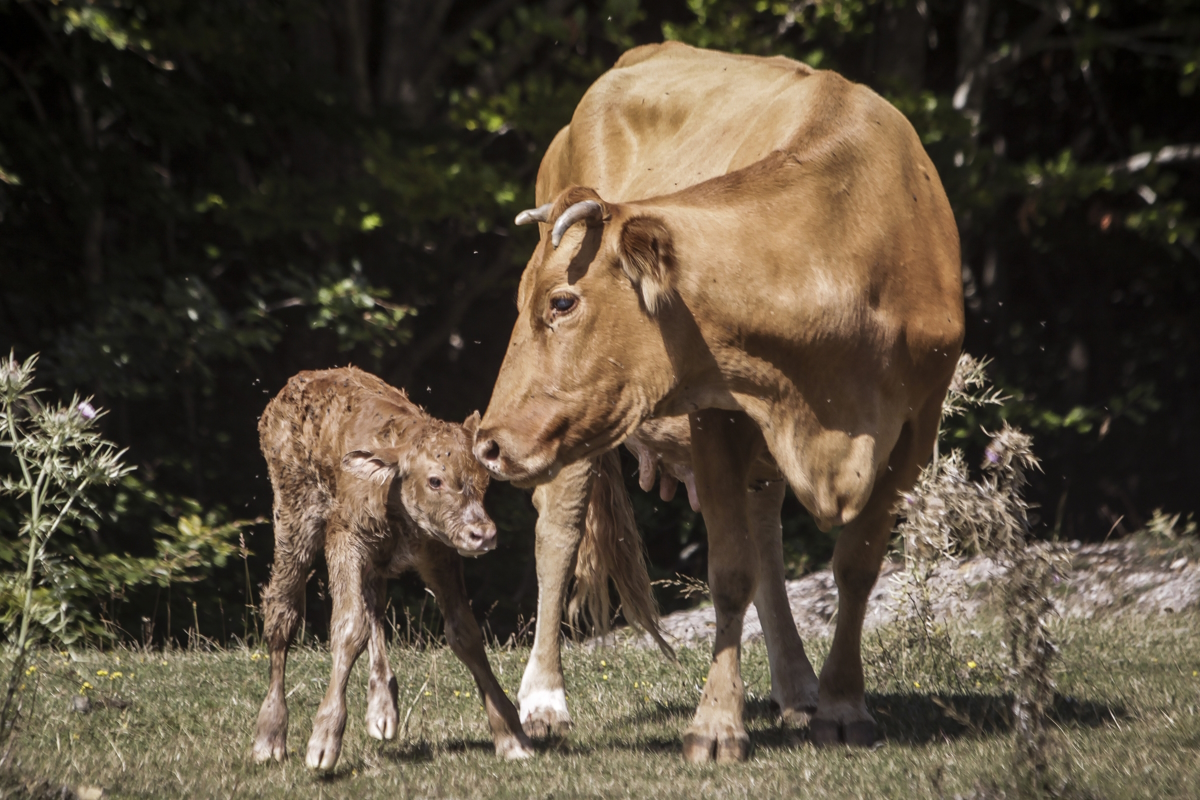 Λέσβος: Τρία νέα κρούσματα αφθώδους πυρετού σε πρόβατα και βοοειδή