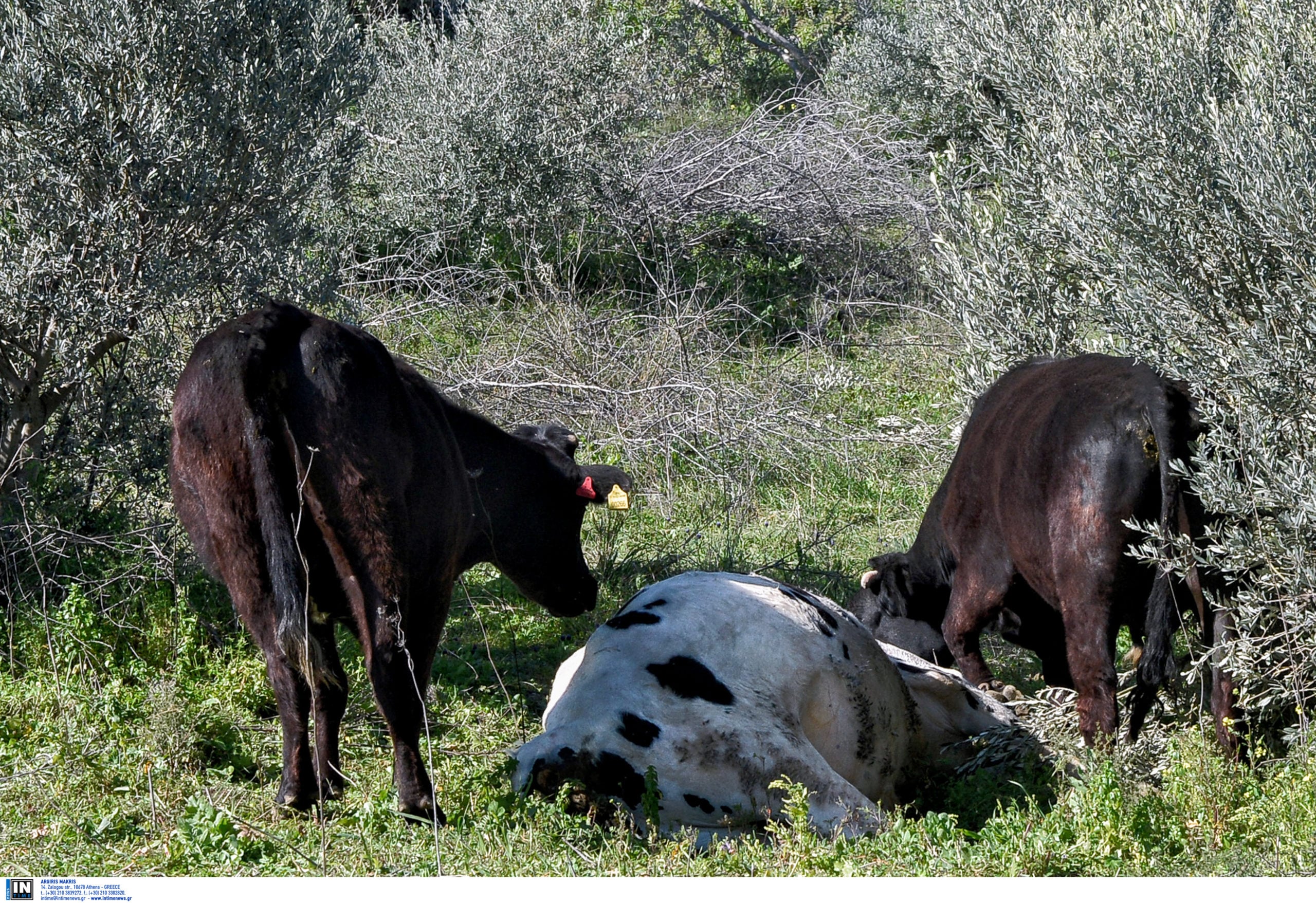 Ενεργοποιούνται τα μέτρα για τον αφθώδη πυρετό στη Λέσβο – Τι ισχύει για ζώα, γάλα, κρέας, ζωικά υποπροϊόντα και ζωοτροφές