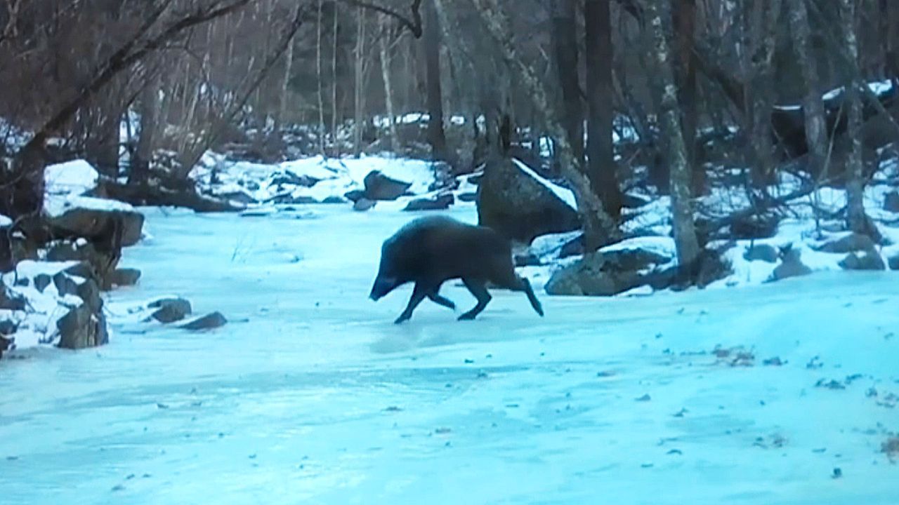 Αγριογούρουνο χορεύει γλιστρώντας στον πάγο