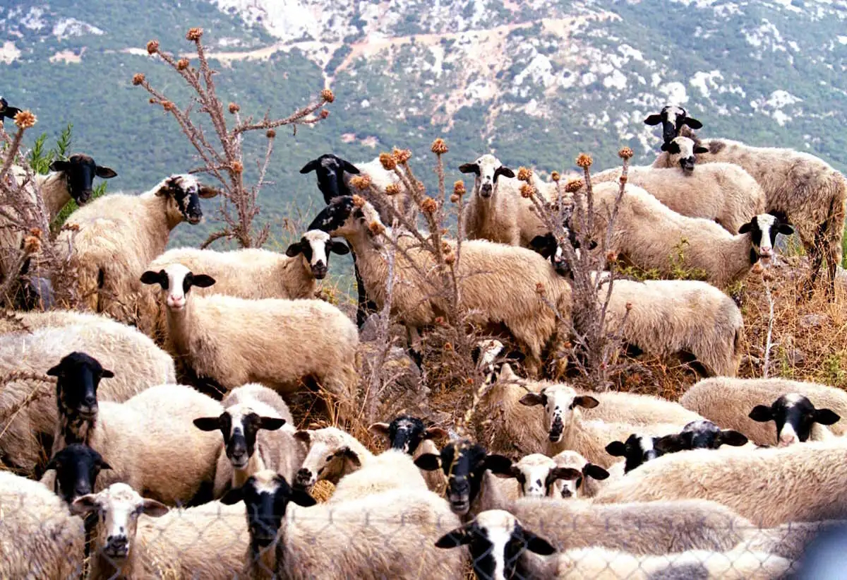 Λέσβος: Αυξήθηκαν σε 13 τα περιστατικά αφθώδους πυρετού σε ζώα – Δραματική η κατάσταση στις κτηνοτροφικές μονάδες