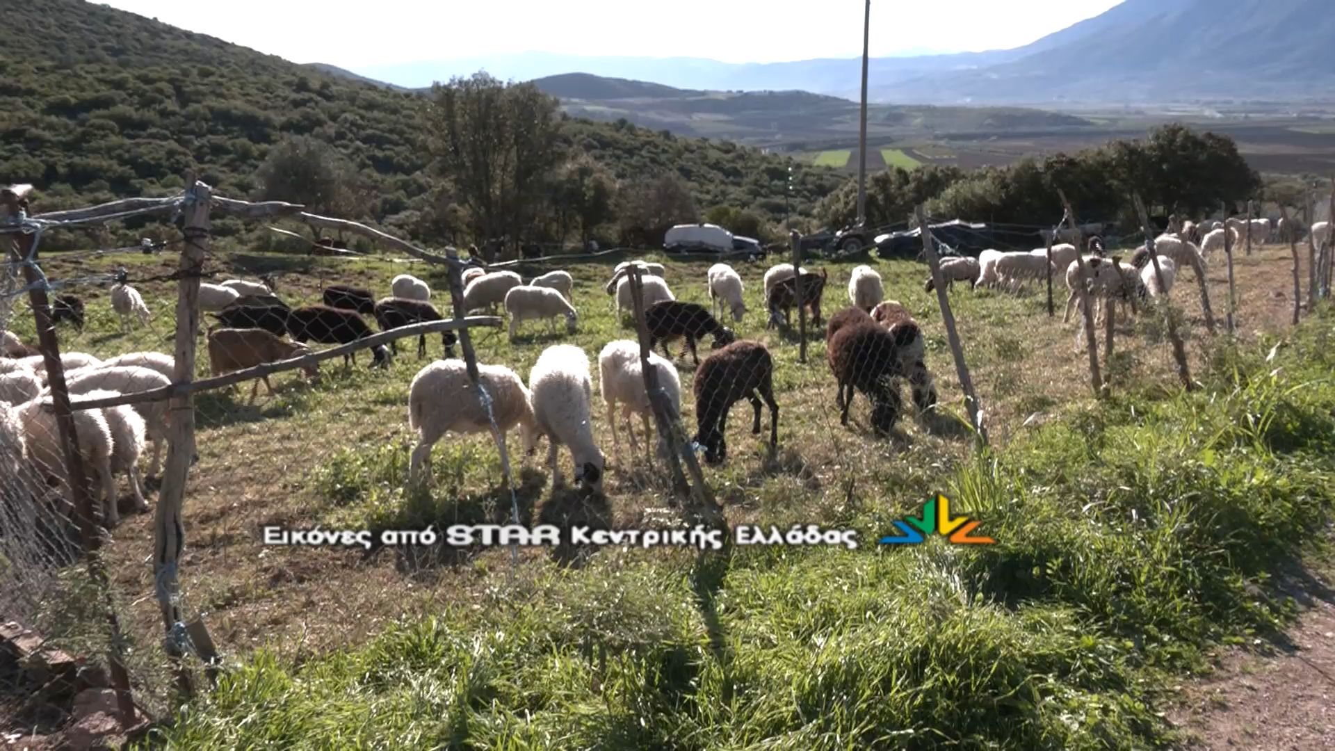 Ακόμη πιο αυστηρά μέτρα για την ευλογιά των αιγοπροβάτων. Γιατί αντιδρούν οι κτηνοτρόφοι της Φθιώτιδας