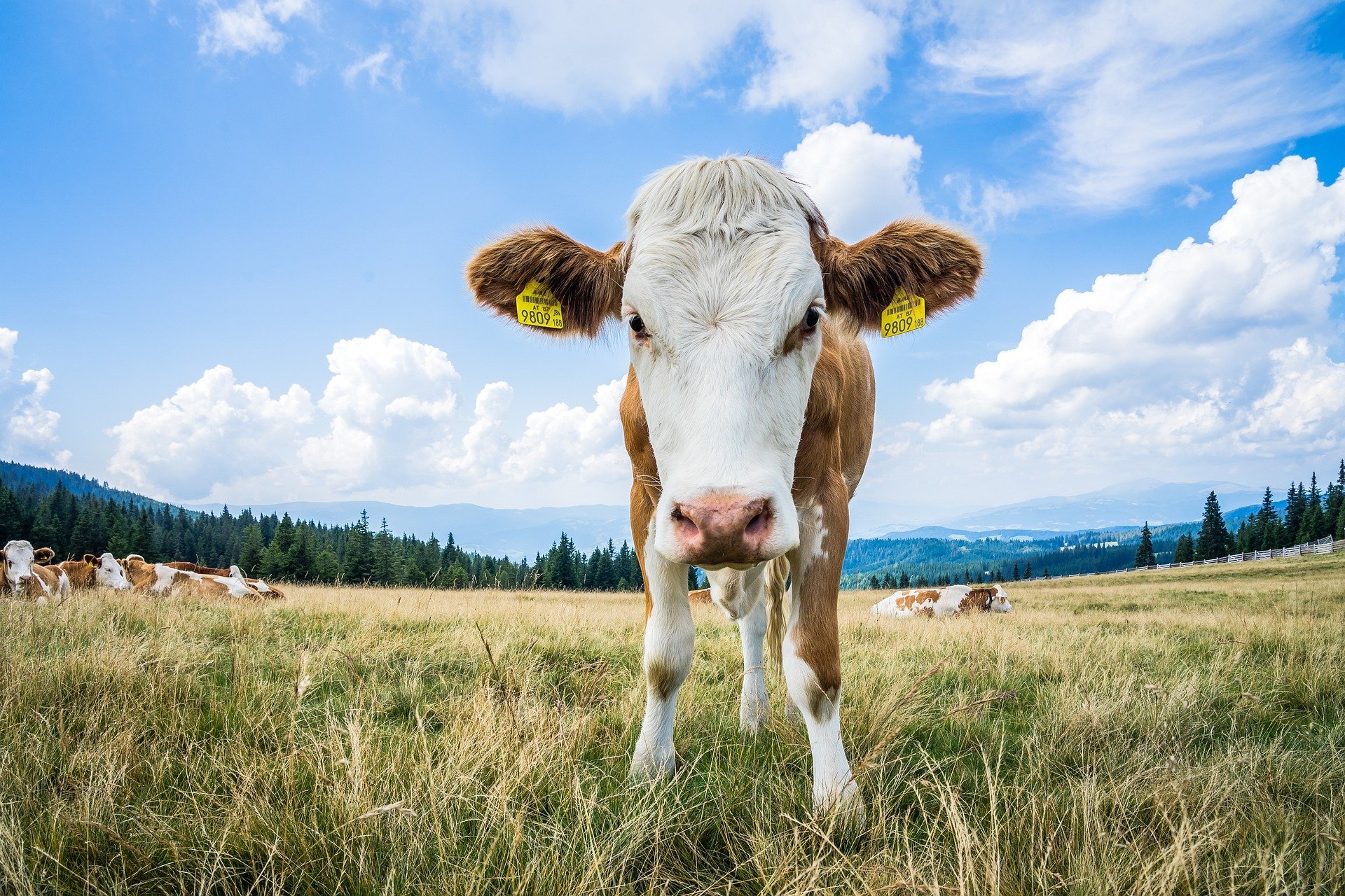 Απίστευτο αλλά αληθινό: Κάτι μέσα στις αγελάδες κοστίζει περισσότερο από χρυσό