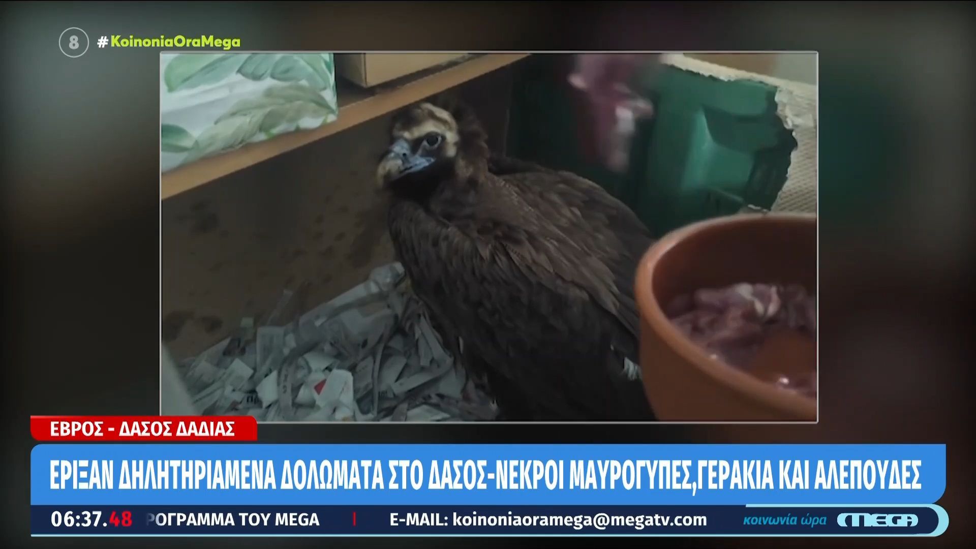 Δάσος Δαδιάς: Ασυνείδητοι έριξαν δηλητηριασμένα δολώματα – Νεκροί μαυρόγυπες, κίνδυνος και για άλλα προστατευόμενα είδη