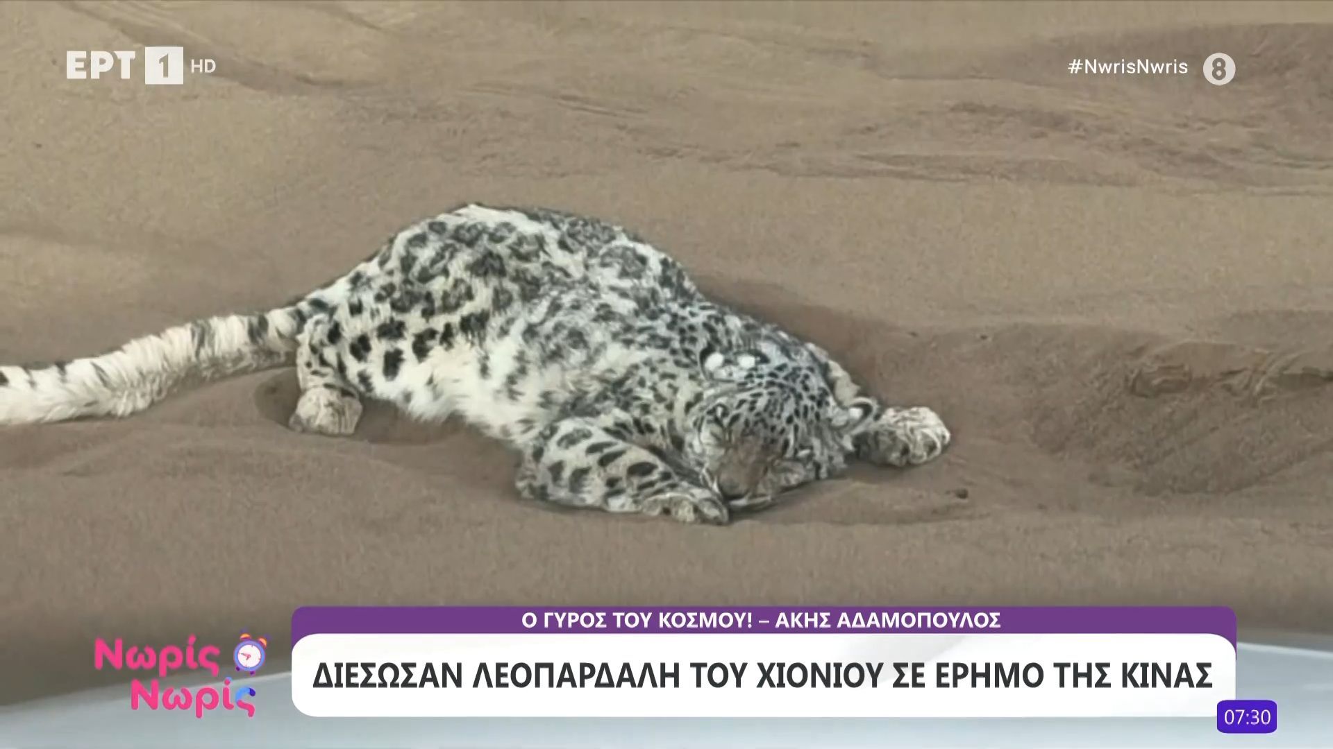 Διέσωσαν λεοπάρδαλη του χιονιού σε έρημο της Κίνας
