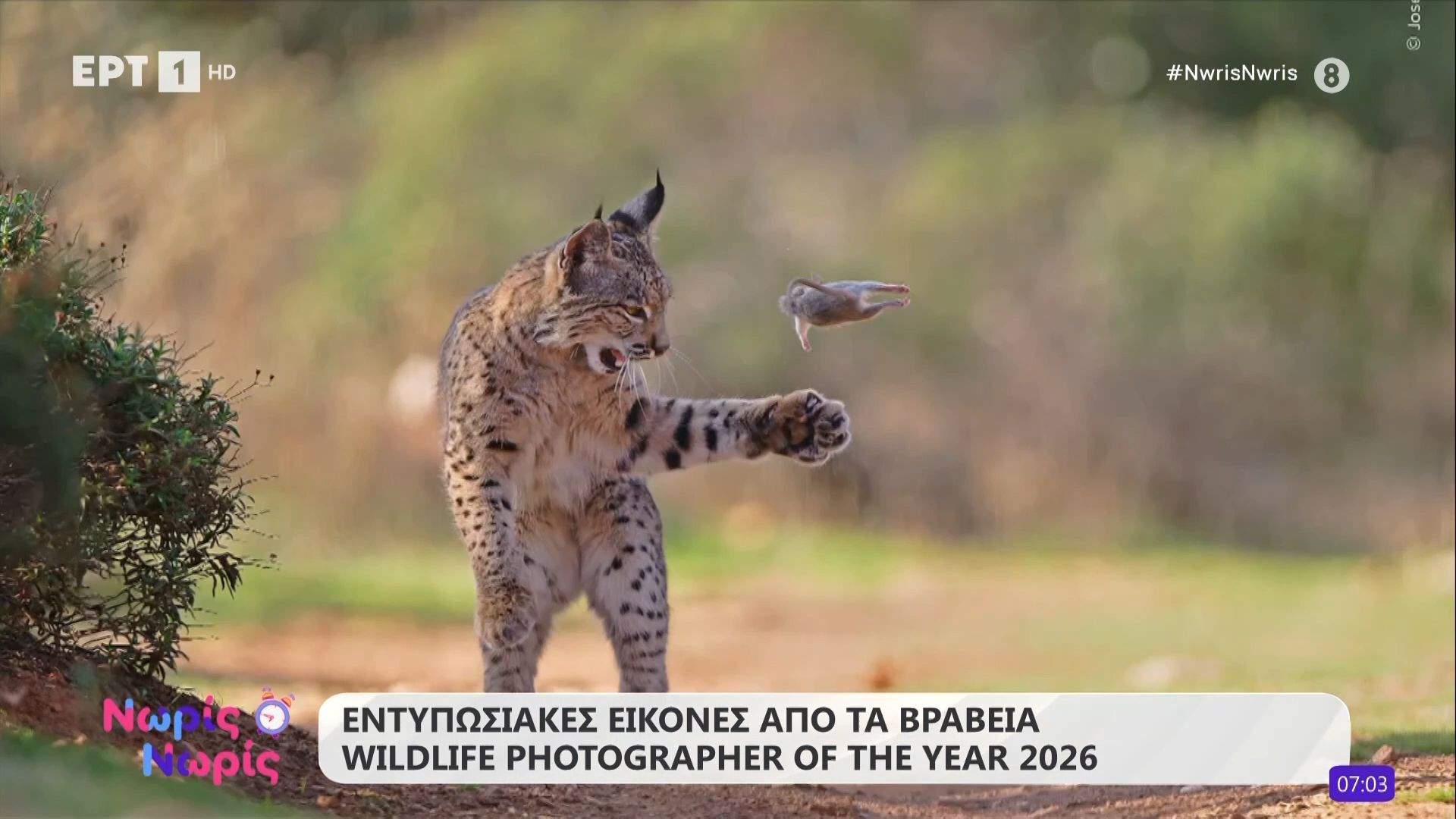 Εντυπωσιακές εικόνες από τα βραβεία «Wildlife Photographer of the Year 2026»
