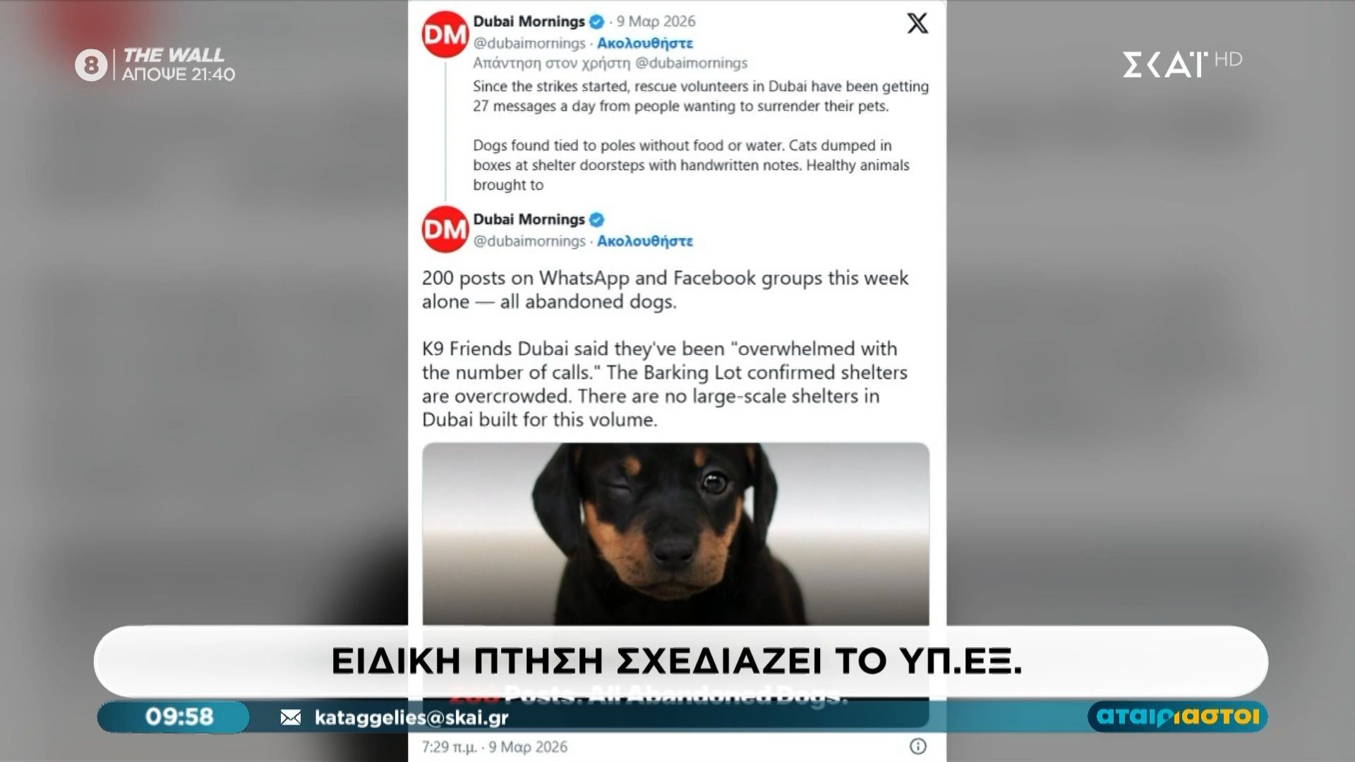 Ετοιμάζεται ειδική πτήση για τους 50 που θέλουν να ταξιδέψουν με τα κατοικίδιά τους από Ντουμπάι