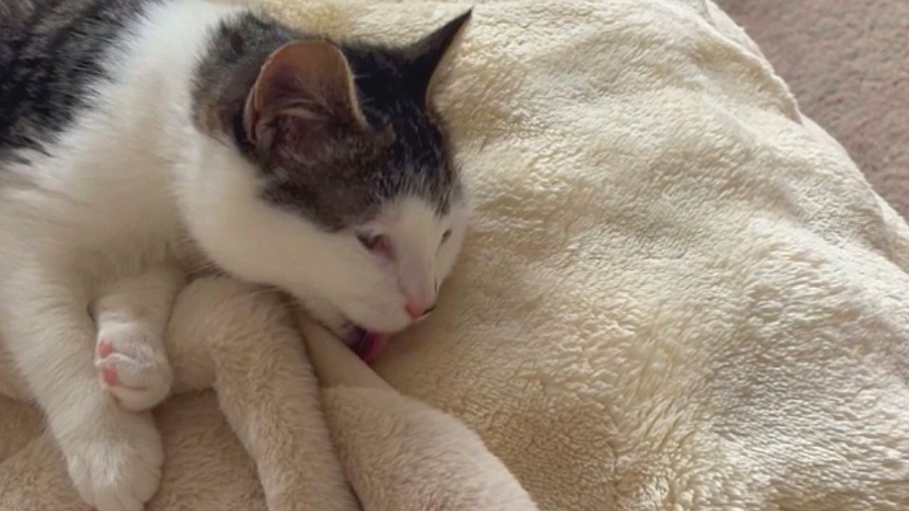 Γατούλα περιποιείται καναπέ αντί της γούνας της