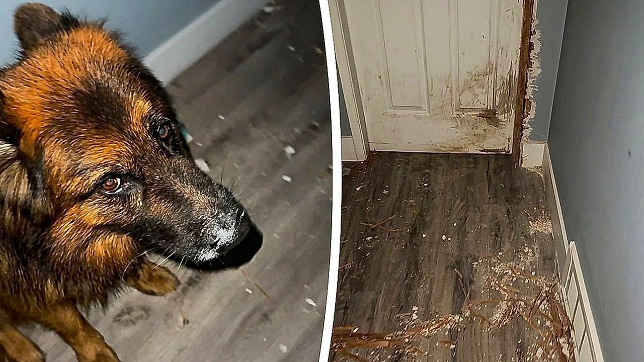 Γερμανικός ποιμενικός μάσησε πόρτα για να μπει σε δωμάτιο