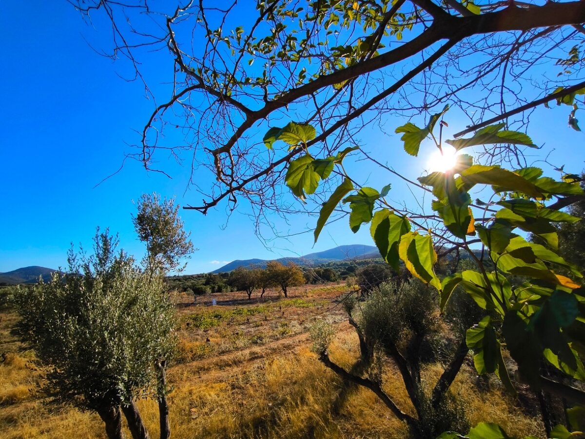 Home 54 Καιρός σήμερα: Θερμοκρασία στους 19 βαθμούς με δυνατούς ανέμους στο Αιγαίο