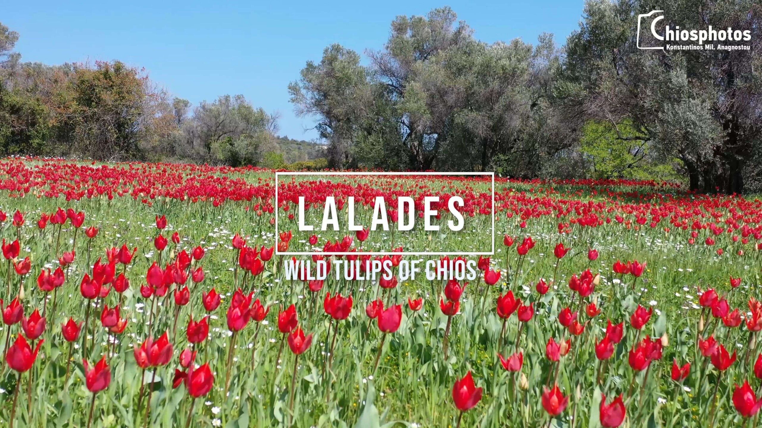 Λαλάδες, άγριες Τουλίπες Χίου – Lalades, Wild tulips of Chios