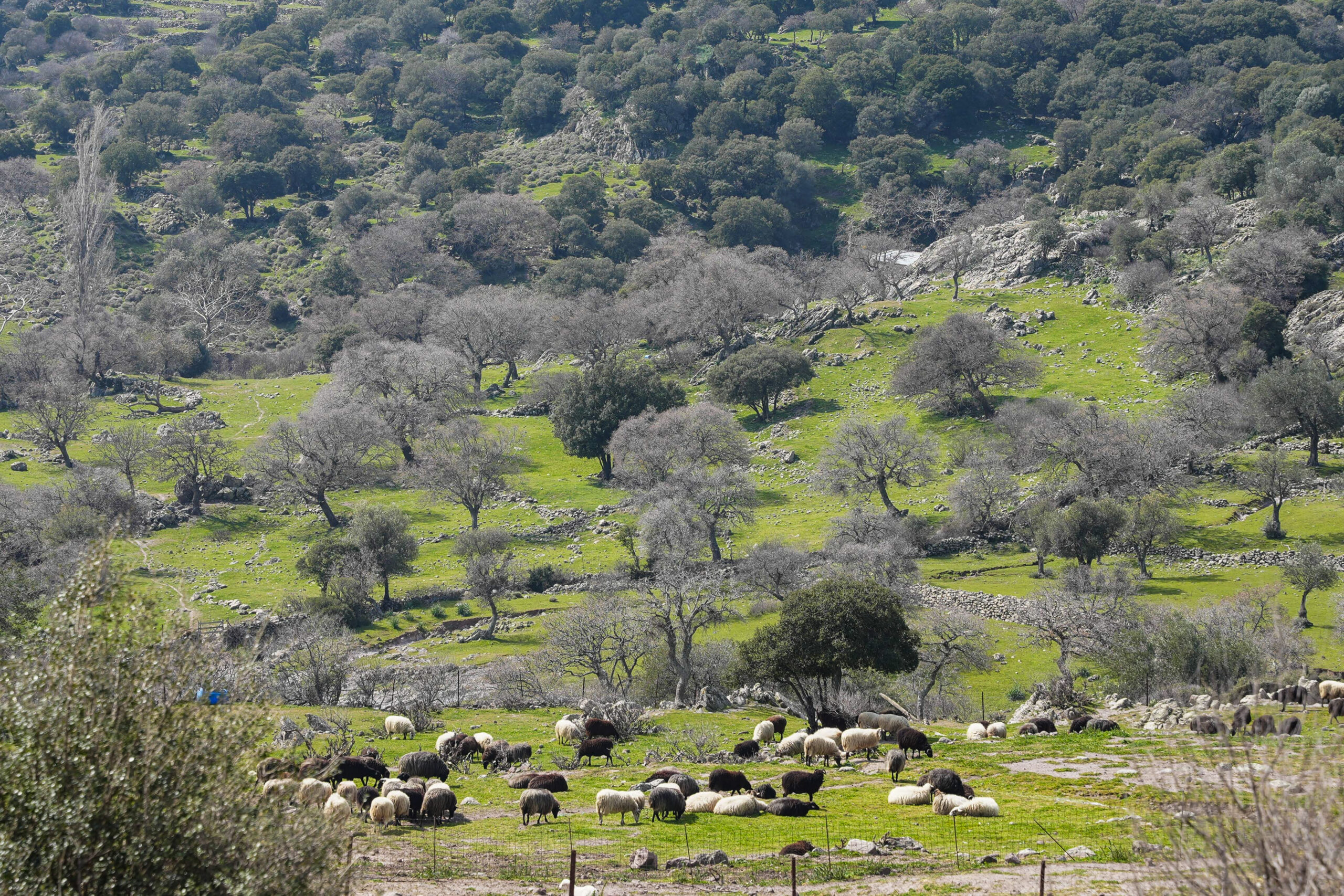 Κρούσματα αφθώδους πυρετού σε κτηνοτροφική μονάδα της Λέσβου, στο χωριό Πελόπη, Τρίτη 17 Μαρτίου 2026. Το  πρώτο κρούσμα αφθώδους πυρετού στην Ελλάδα μετά από 20 χρόνια (η τελευταία φορά που ο ιός είχε κάνει την εμφάνισή του στη χώρα μας ήταν το 2000-2001), εντοπίστηκε  σε εκτροφή βοοειδών την Κυριακή 15 Μαρτίου στην περιοχή της Πελόπης, στη Δημοτική Ενότητα Μανταμάδου του Δήμου Δυτικής Λέσβου. Στην περιοχή της Τουρκίας που βρίσκεται απέναντι από τον Μανταμάδο, ο αφθώδης πυρετός είναι σε μεγάλη έξαρση. Σε έκτακτη σύσκεψη στο υπουργείο Ανάπτυξης και Τροφίμων αποφασίστηκε εφαρμογή σχεδίου έκτακτης ανάγκης  σύμφωνα με την ευρωπαική και εθνική νομοθεσία. Εκτός από την απαγόρευση σφαγών ζώων εντός του νησιού, ισχύει και απαγόρευση μετακίνησης ζώντων ζώων εντός και εκτός νησιού αλλά και απαγόρευση διακίνησης τροφίμων ζωικής προέλευσης απο πολίτες, στις προσωπικές τους αποσκευές, εκτός νησιού. Κανένο ζωικό, γαλακτομικό ή τυροκομικό προϊόν δεν βγαίνει από τη Λέσβο. Ηδη, όποιο πλοίο έρχεται και φεύγει από το λιμάνι της Μυτιλήνης, περνάει από τη διαδικασία της απολύμανσης με ψεκασμούς σε ολα τα οχήματα που εισέρχονται στο πλοίο.   (ΠΑΝΑΓΙΩΤΗΣ ΜΠΑΛΑΣΚΑΣ/EUROKINISSI)
