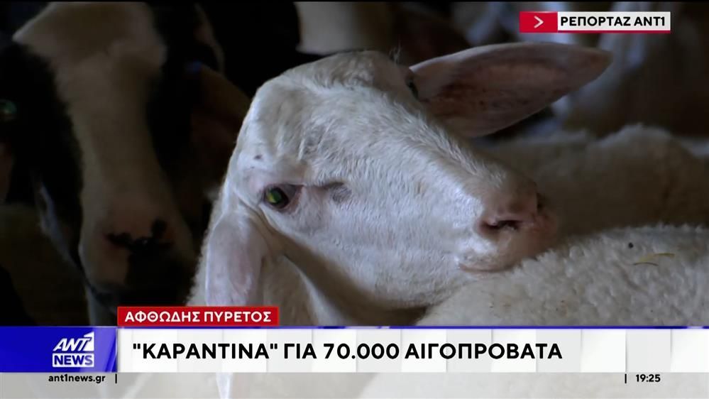 Λέσβος: Σε καθεστώς έκτακτης ανάγκης κηρύχθηκε η κτηνοτροφία