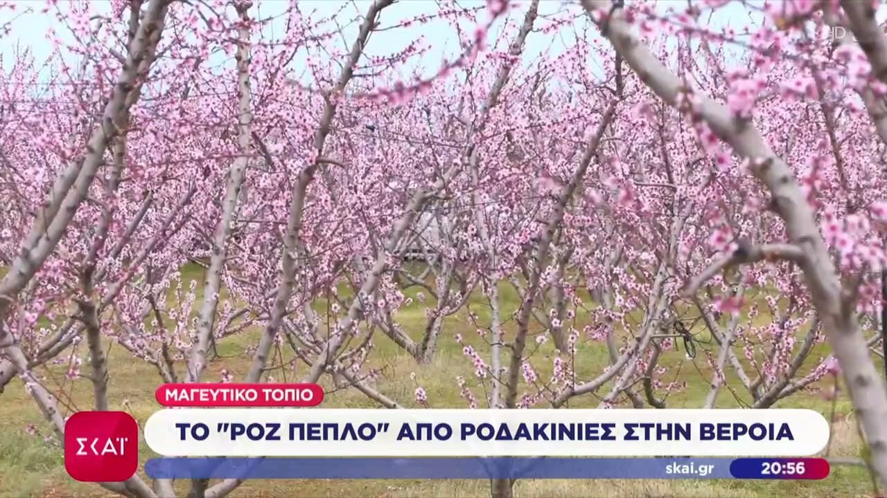 Μαγευτικό τοπίο από το «ροζ» πέπλο από ροδακινιές στη Βέροια – Σπεύδουν χιλιάδες τουρίστες