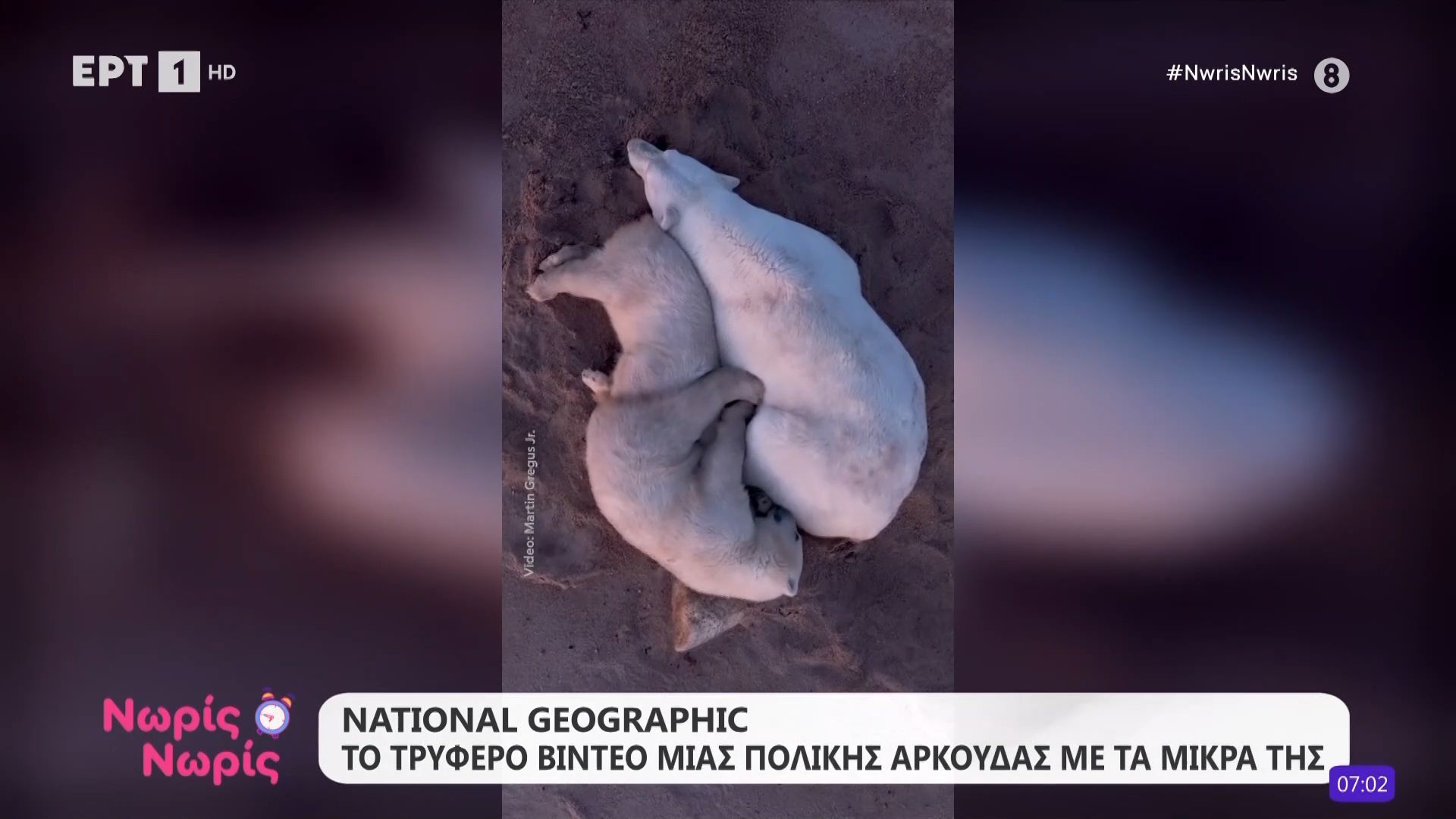 National Geographic: Το τρυφερό βίντεο μίας πολικής αρκούδας με τα μικρά της