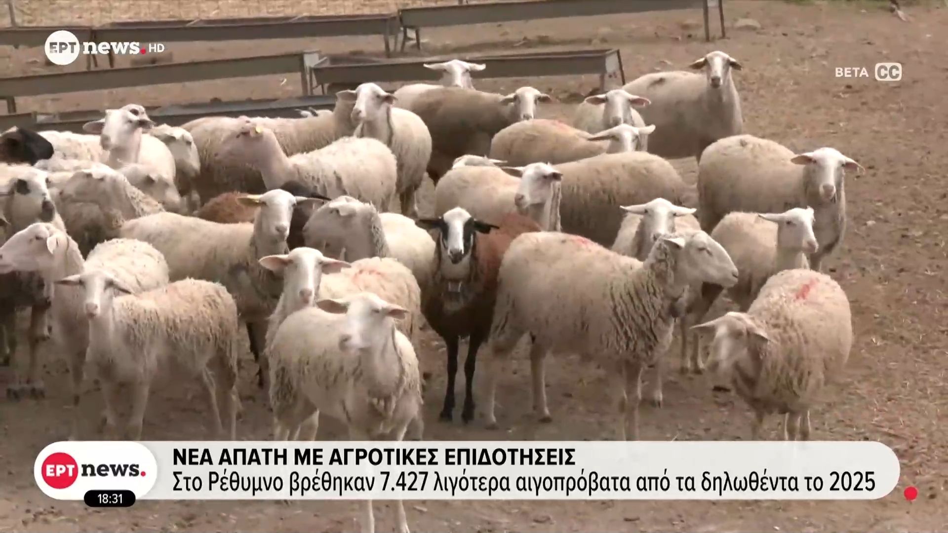 Νέα απάτη με αγροτικές επιδοτήσεις: Στο Ρέθυμνο βρέθηκαν 7.427 λιγότερα αιγοπρόβατα από τα δηλωθέντα το 2025