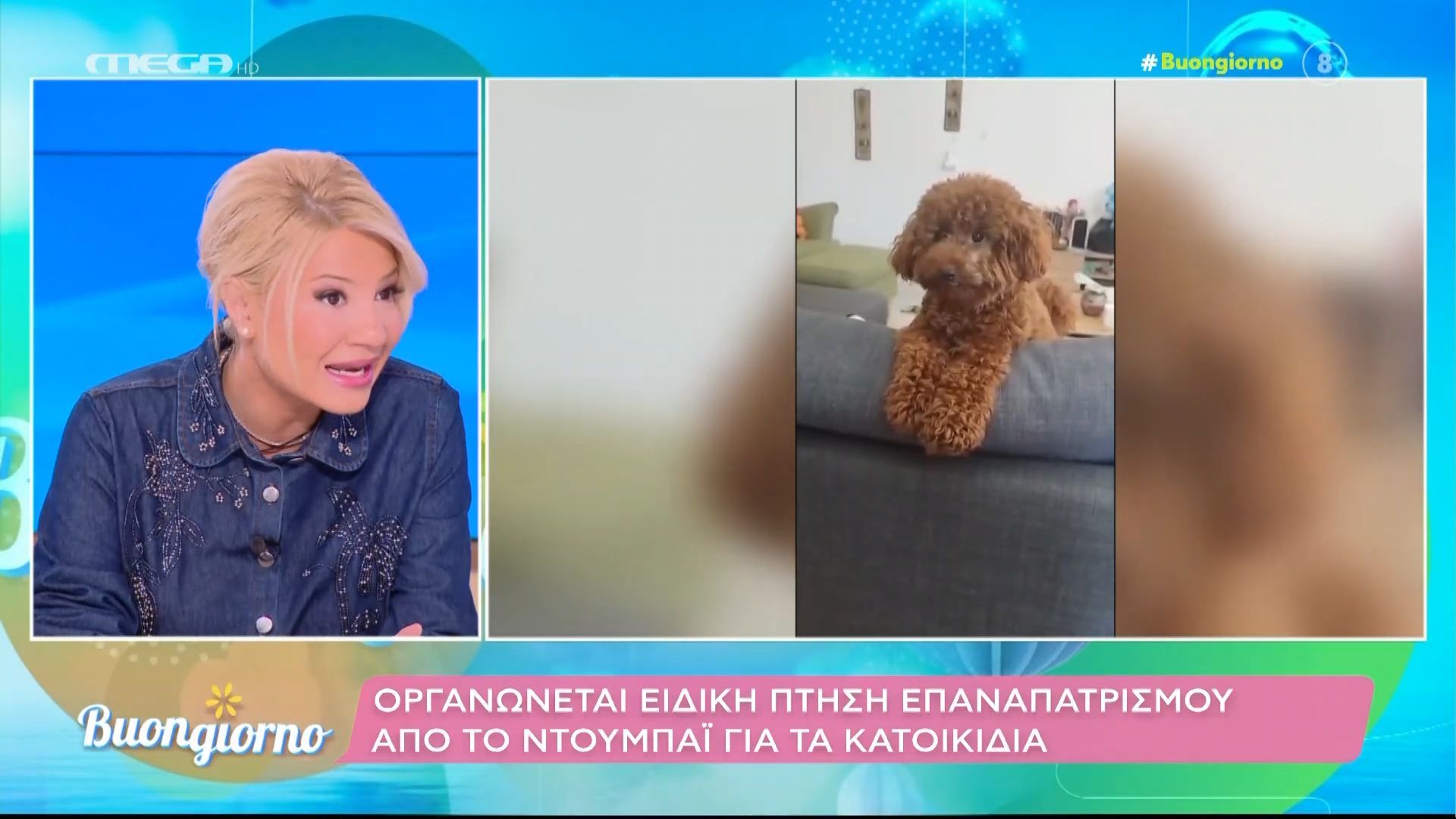 Οργανώνεται ειδική πτήση επαναπατρισμού από το Ντουμπαϊ για τα κατοικίδια