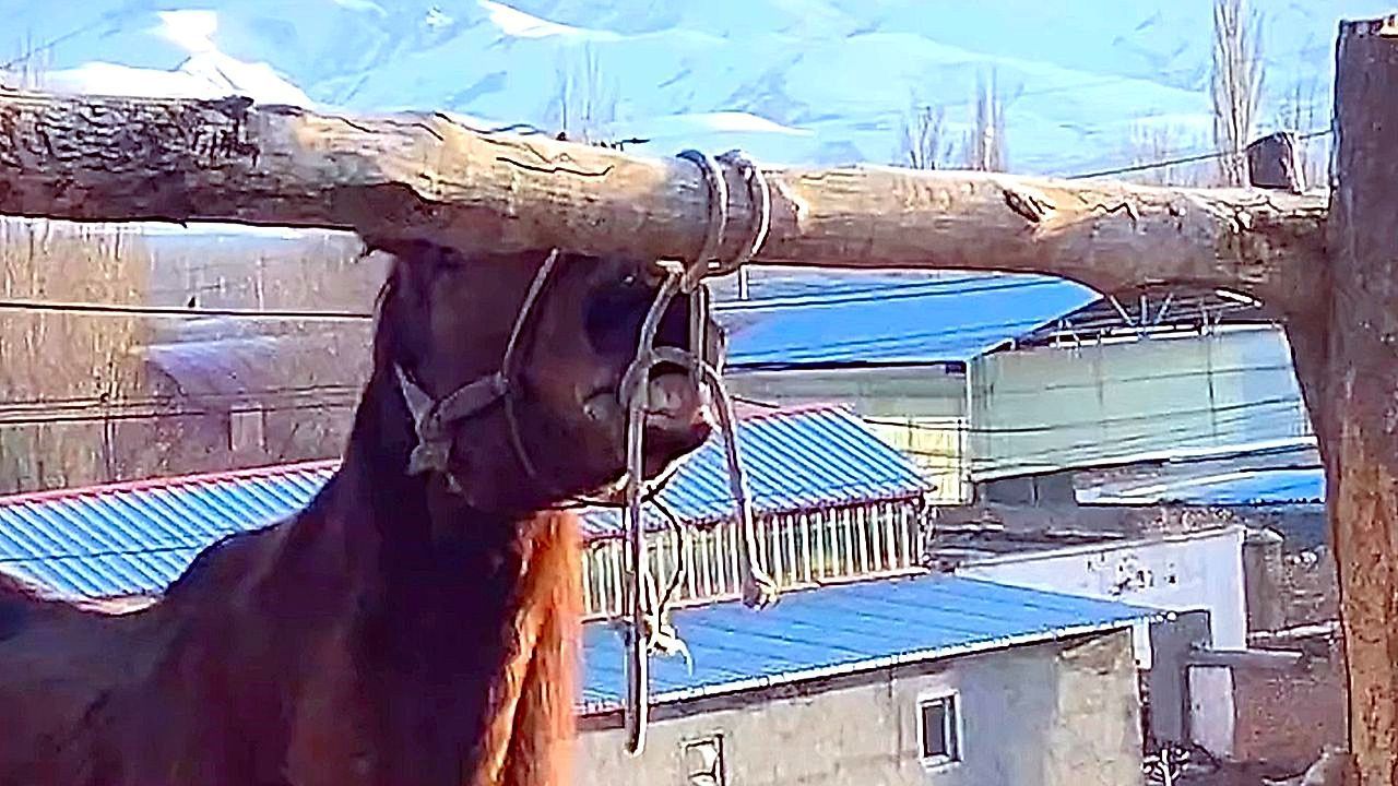 Πανέξυπνο άλογο λύνει το καπίστρι του με τα δόντια