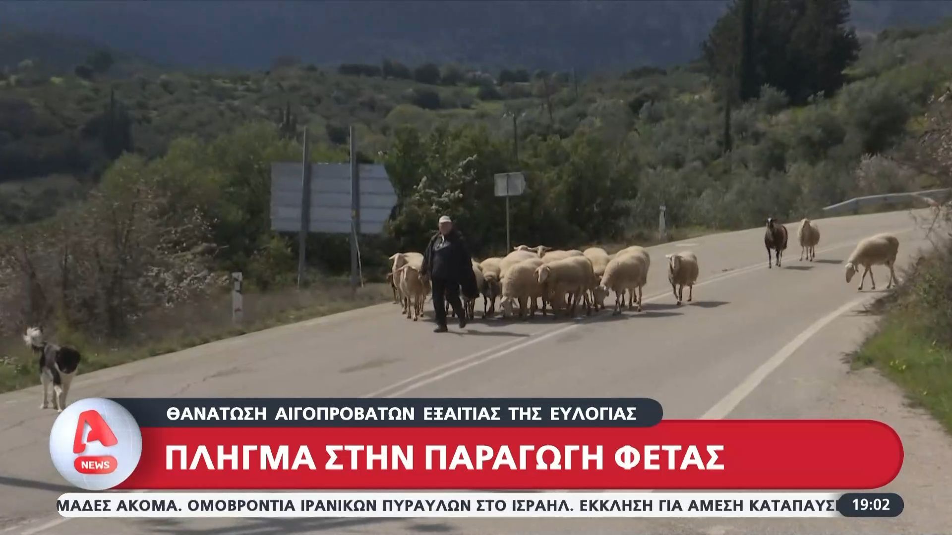 Πλήγμα στην παραγωγή φέτας: Θανάτωση αιγοπροβάτων εξαιτίας της ευλογιάς