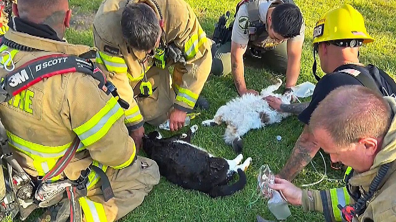 Πυροσβέστες σώζουν γάτες με ΚΑΡΠΑ!