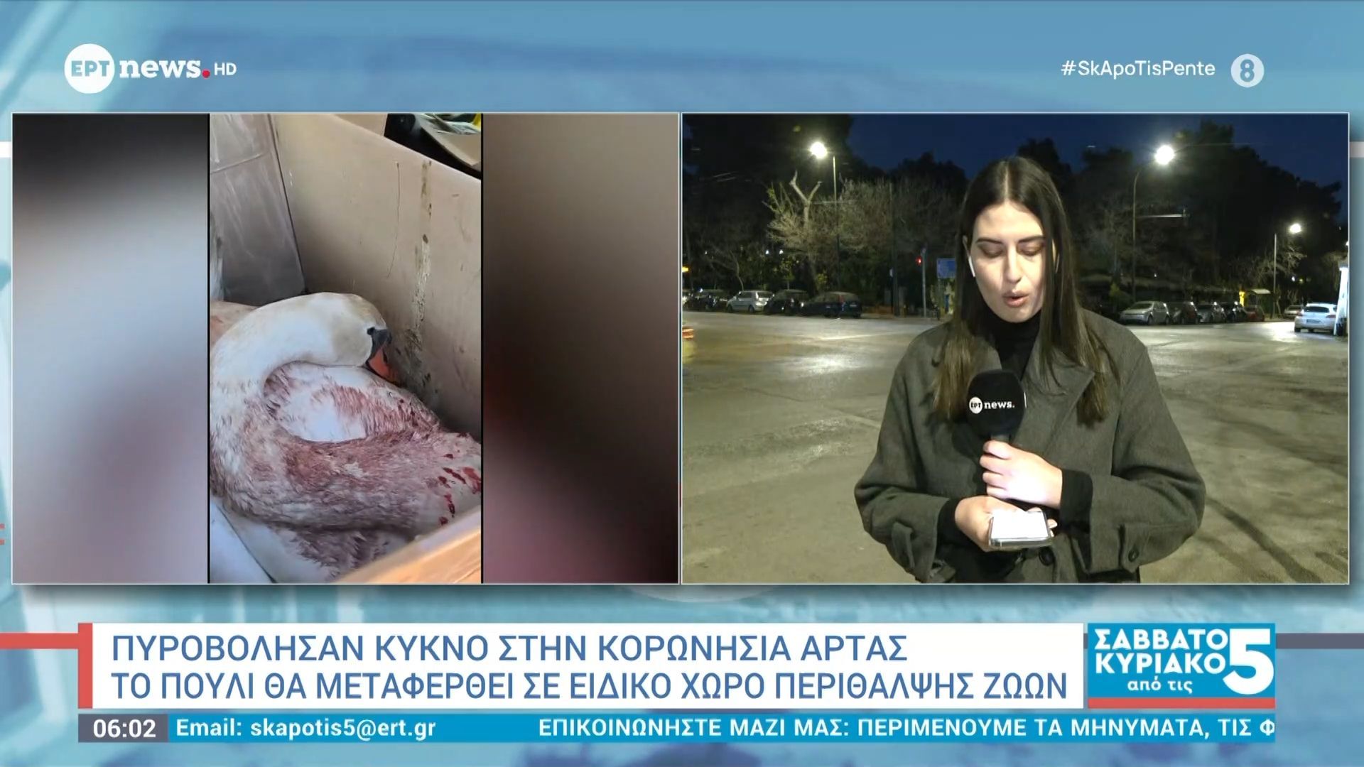 Πυροβόλησαν κύκνο στην Κορωνησία Άρτας: Το πουλί θα μεταφερθεί σε ειδικό χώρο περίθαλψης ζώων