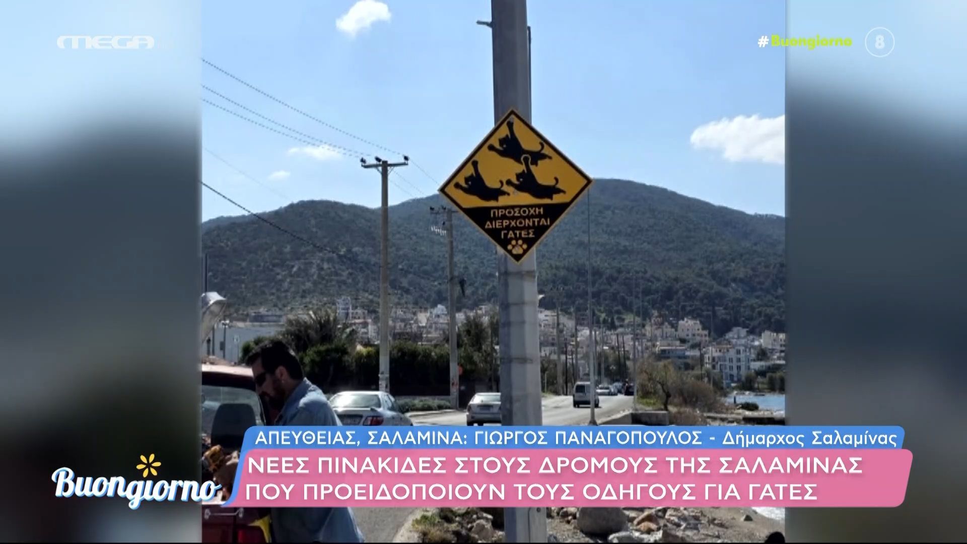 Σαλαμίνα: Πινακίδες στους δρόμους προειδοποιούν τους οδηγούς για γάτες