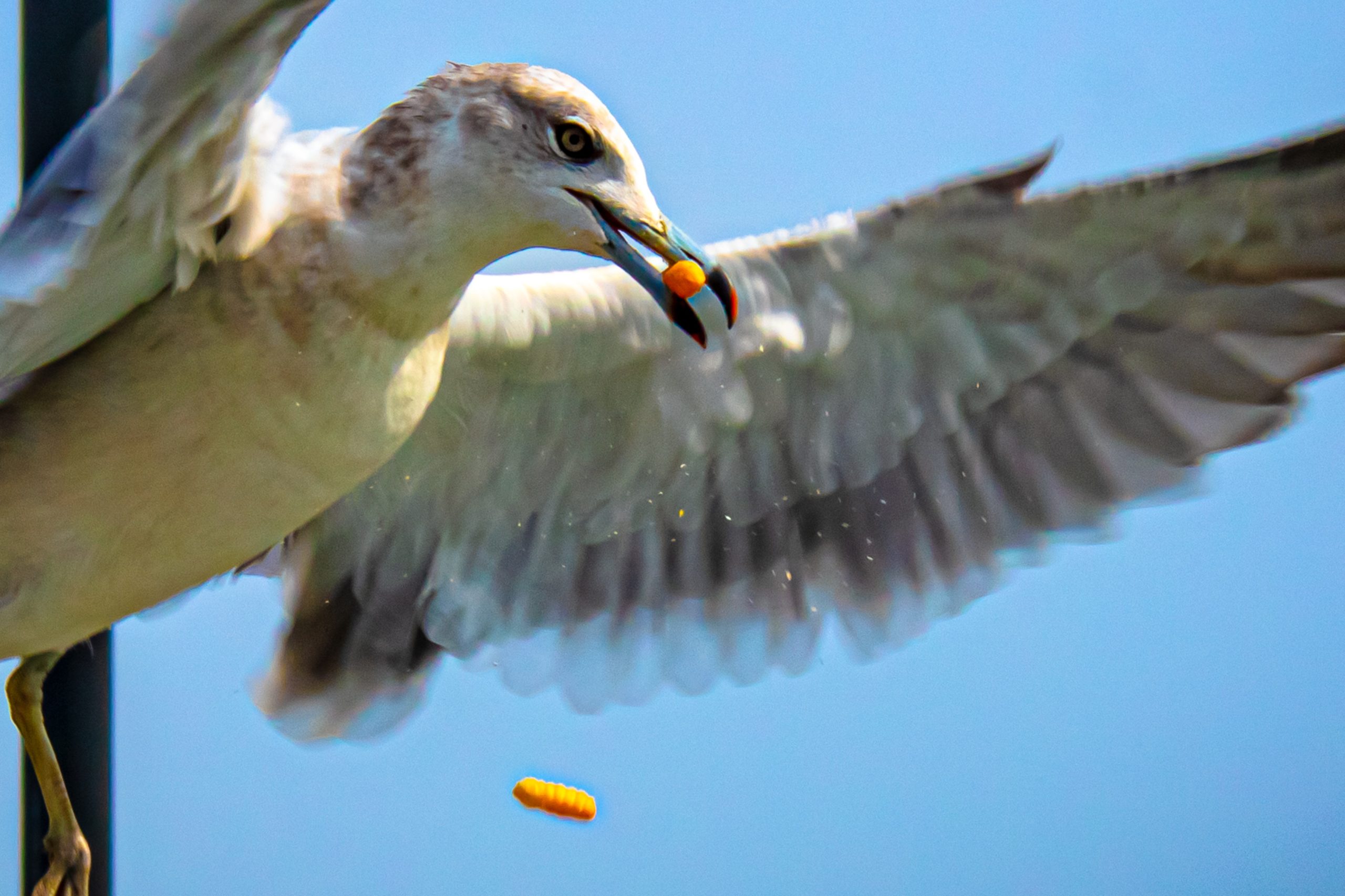 ΗΠΑ: Πατέρας αποκεφάλισε γλάρο για μια πατάτα τηγανητή και έλαβε 8 μήνες φυλάκιση