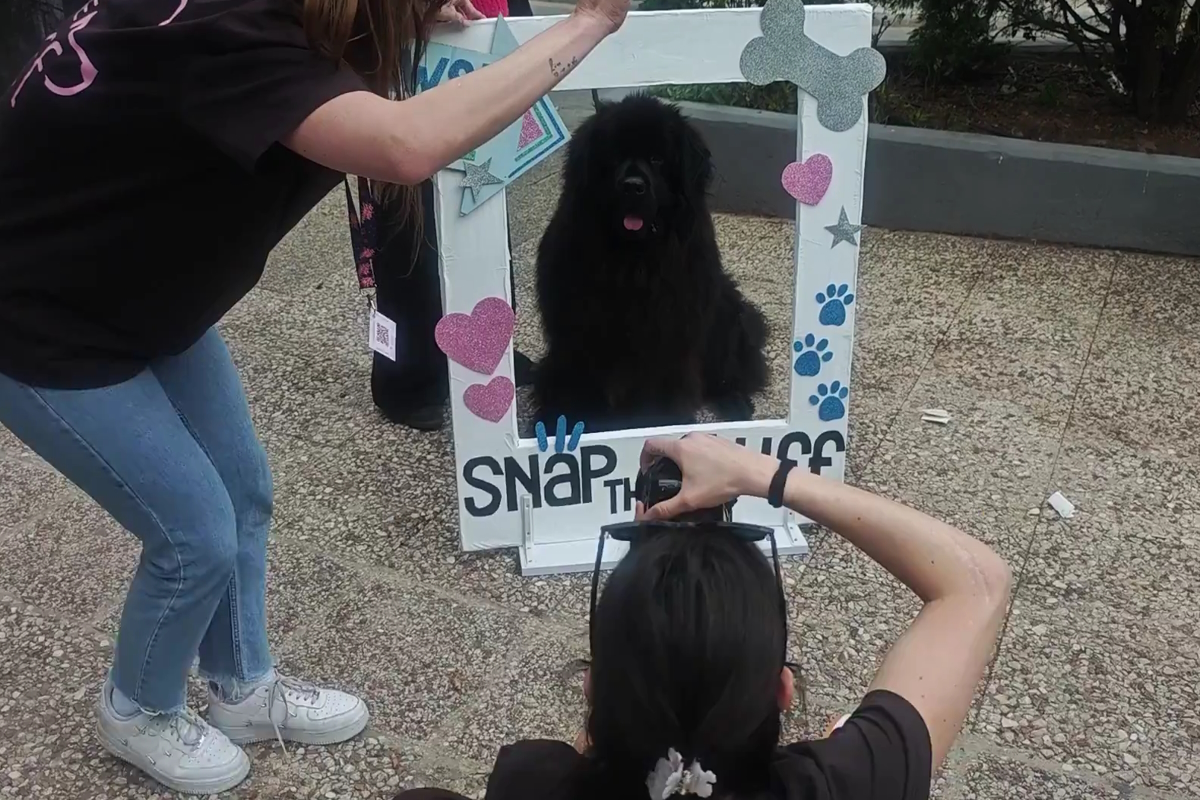 Παγκράτι: Σκύλοι ποζάρουν για το τέλειο κλικ σε δωρεάν φωτογράφιση στην πλατεία Βαρνάβα