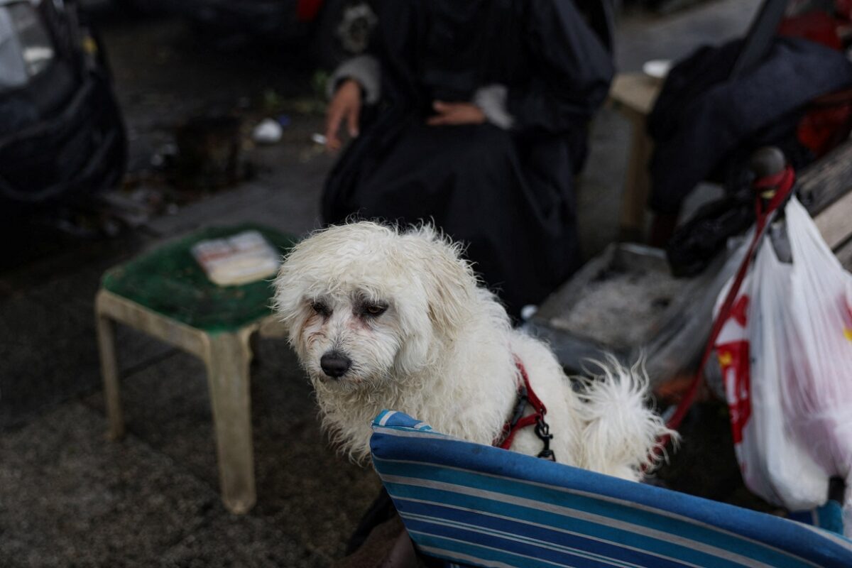 Επαναπατριστική πτήση Αθήνα-Ντουμπάι από το ΥΠΕΞ για κατοικίδια και τους κηδεμόνες τους