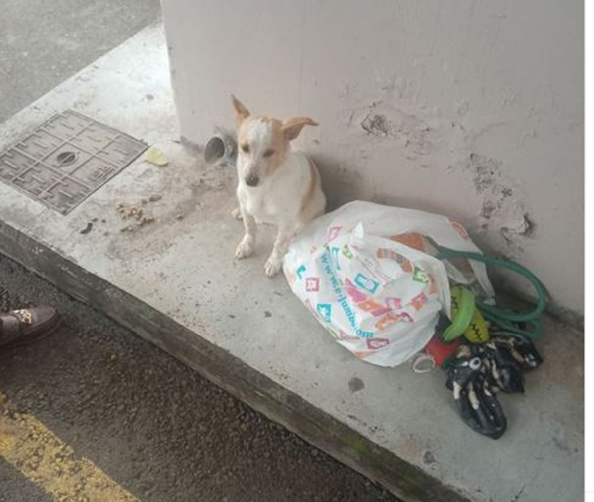 Λεμεσός: Παράτησαν κουτάβι με τα παιχνίδια του σε στάση λεωφορείου – Το συγκινητικό βίντεο