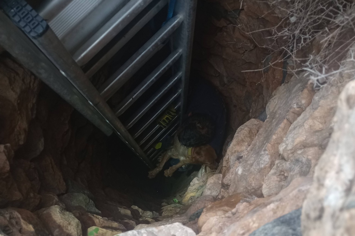 Σύρος: Σκύλος διασώθηκε από πηγάδι 15 μέτρων – Αναζητούνταν για 10 ημέρες