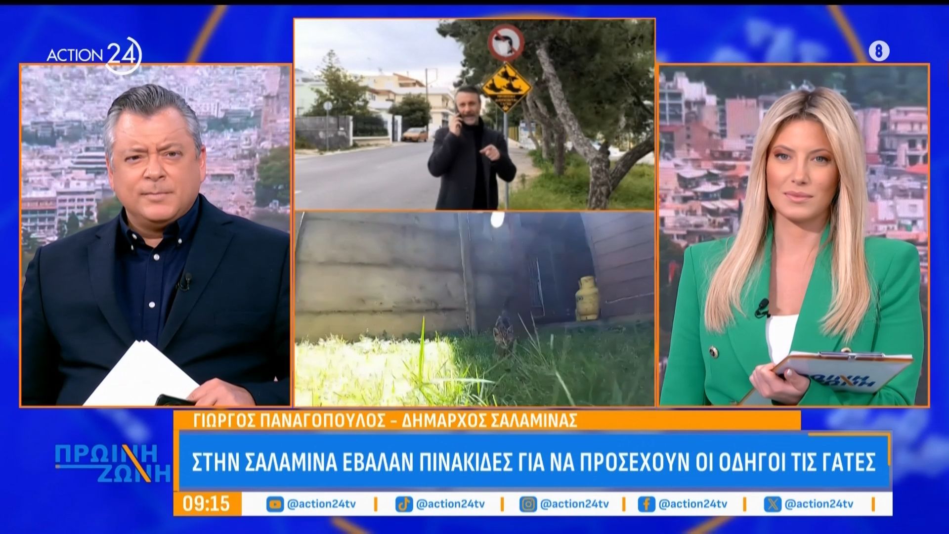 Στη Σαλαμίνα έβαλαν πινακίδες για να προσέχουν οι οδηγοί τις γάτες