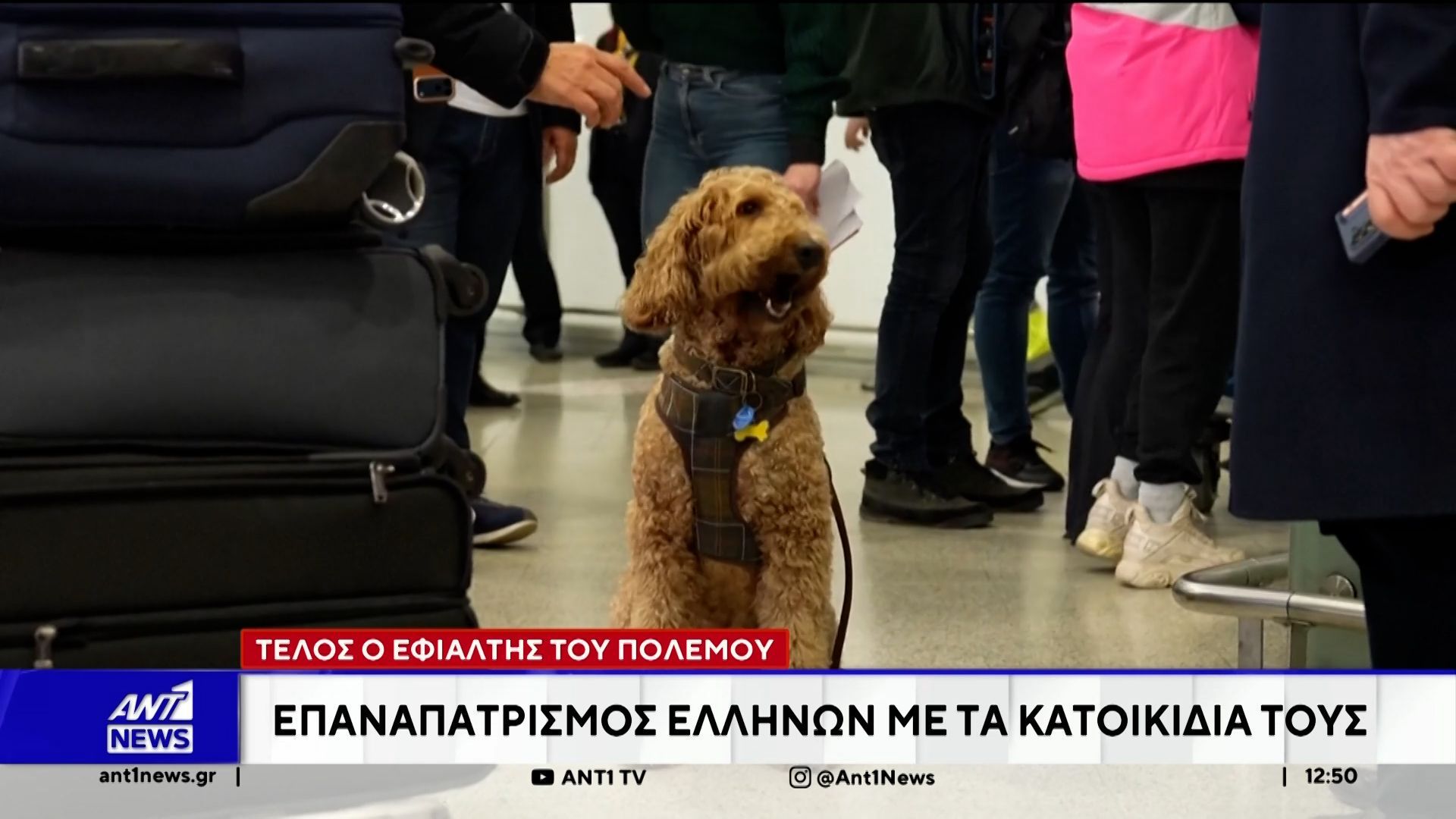 Τέλος ο εφιάλτης του πολέμου: Επαναπατρισμός Ελλήνων με τα κατοικίδια τους