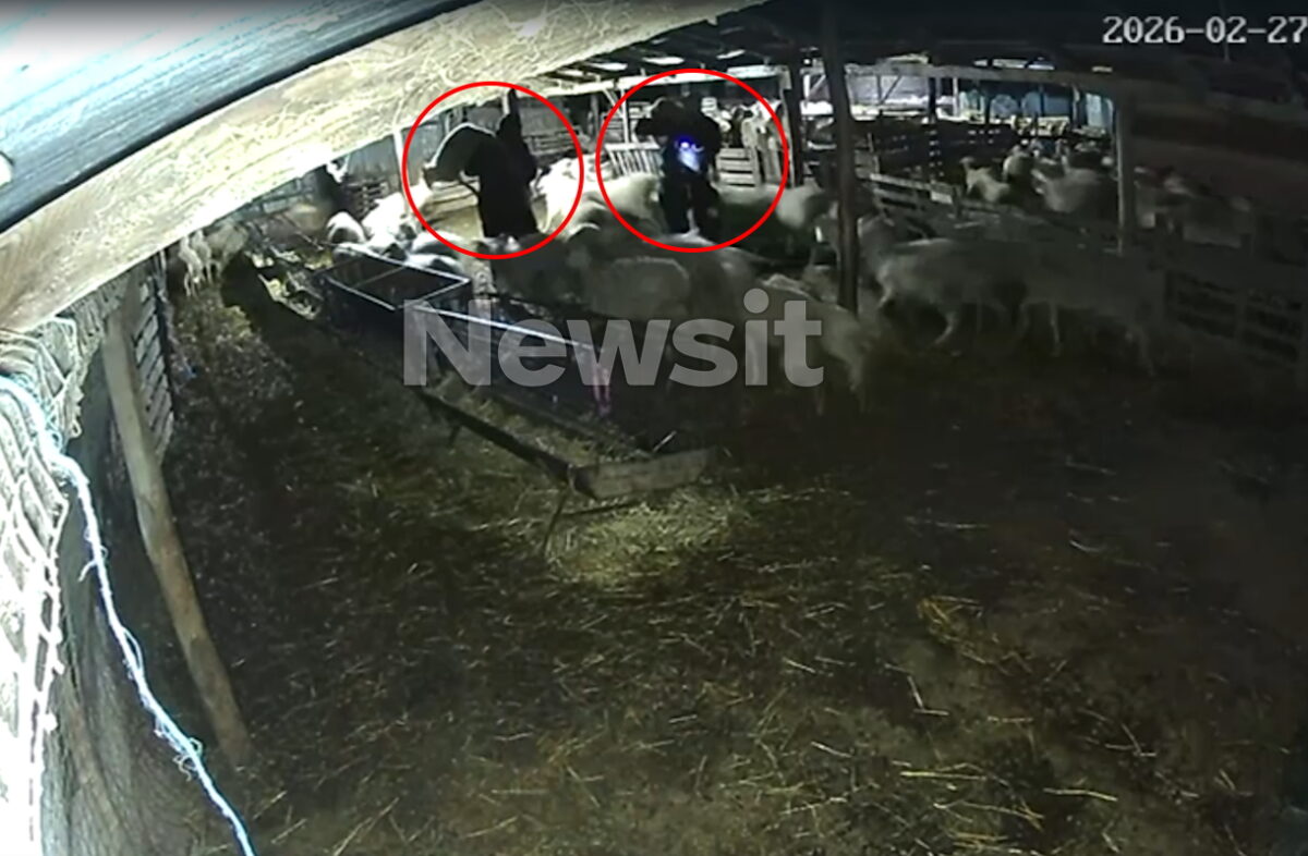 Θεσσαλονίκη: «Μπούκαραν» σε κτηνοτροφική μονάδα, άρπαξαν 7 πρόβατα και εξαφανίστηκαν – Βίντεο ντοκουμέντα