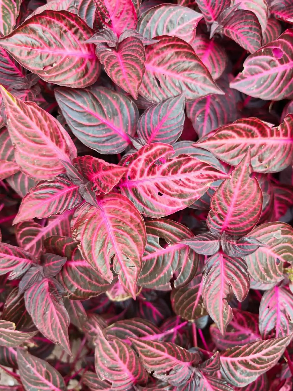 Τόνια Σωτηροπούλου