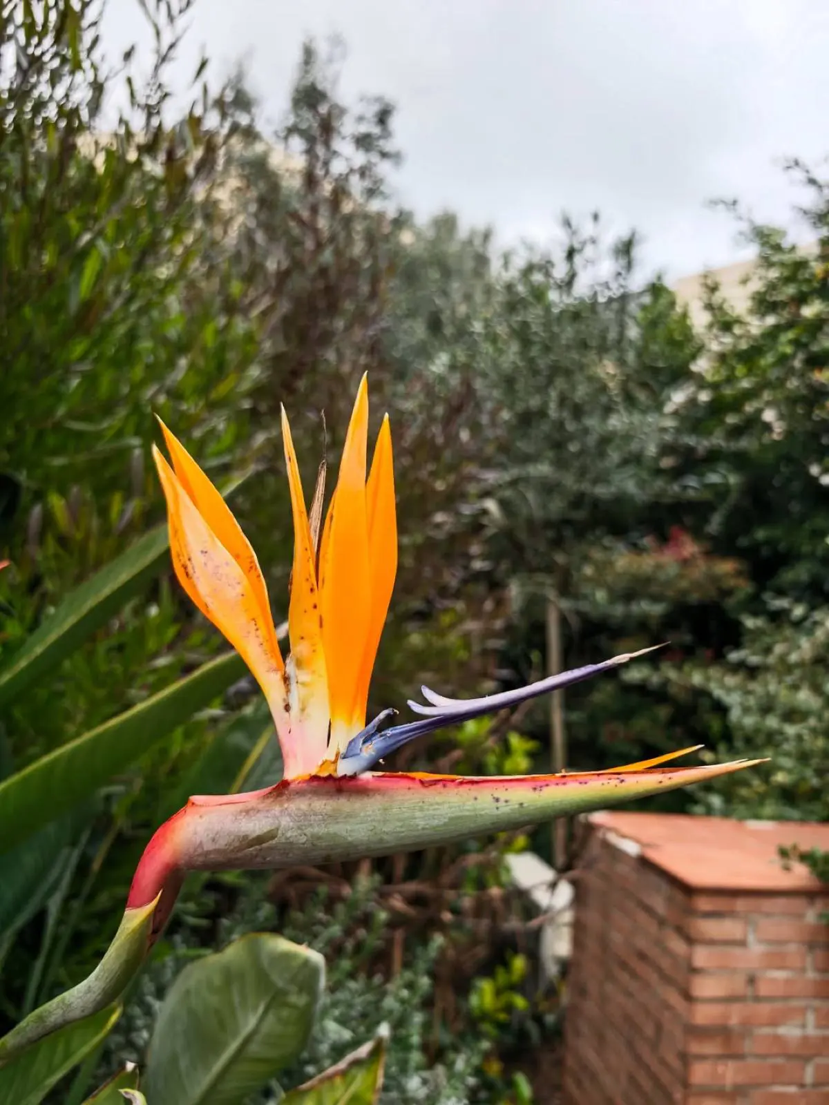 Τόνια Σωτηροπούλου