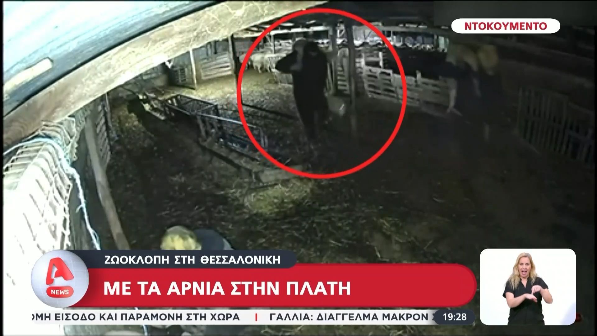 Βίντεο ντοκουμέντο από ζωοκλοπή στη Θεσσαλονίκη: «Δεν ξέρουμε από πού να φυλαχτούμε» λέει ο κτηνοτρόφος