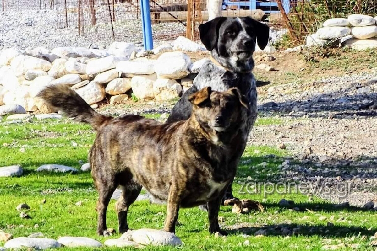 Η «Μπέλλα», το «Χάτσικο» της Παλαιόχωρας στα Χανιά