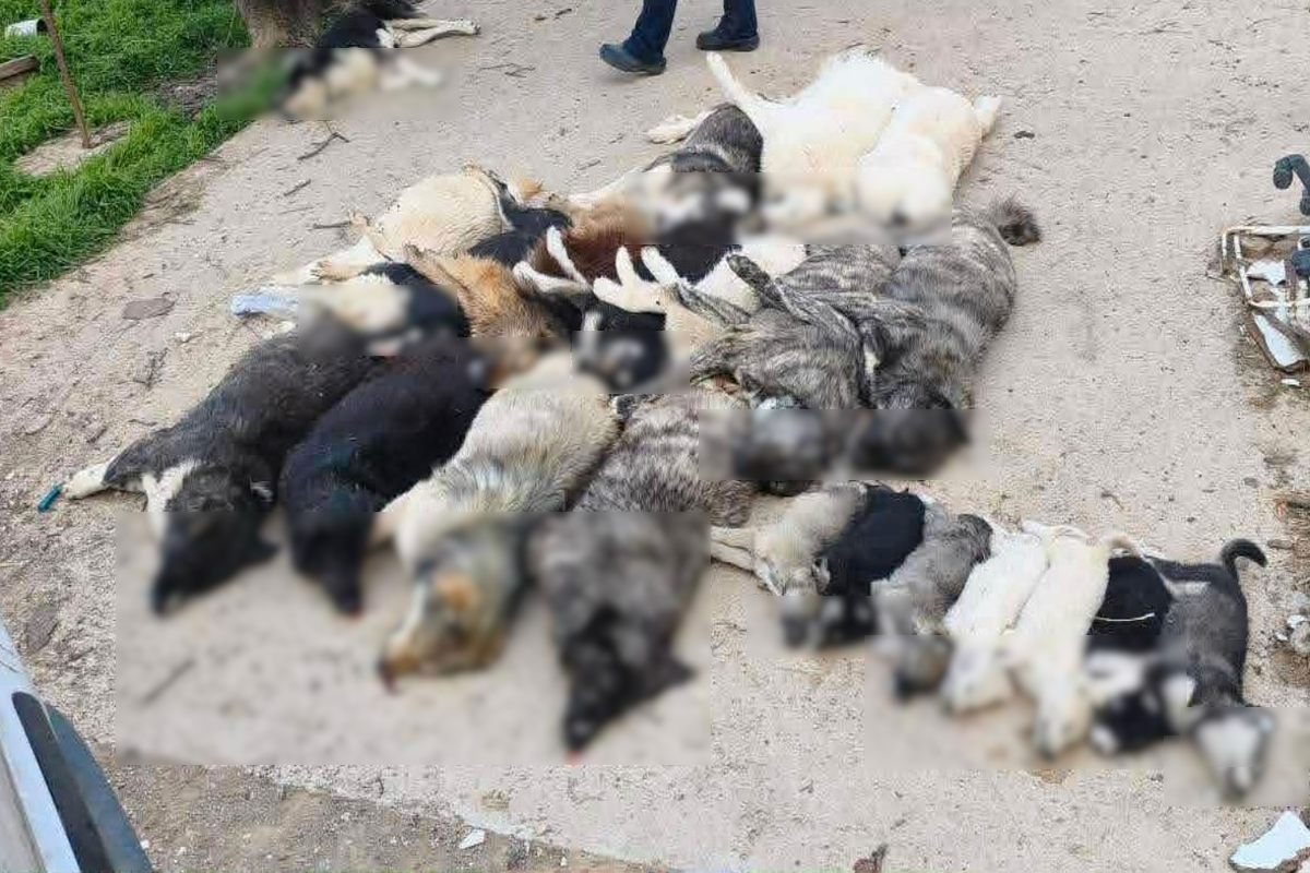 Χαλκιδική: Βαρβαρότητα με μαζική εξόντωση σκύλων, τους τάισαν δηλητηριασμένα δολώματα