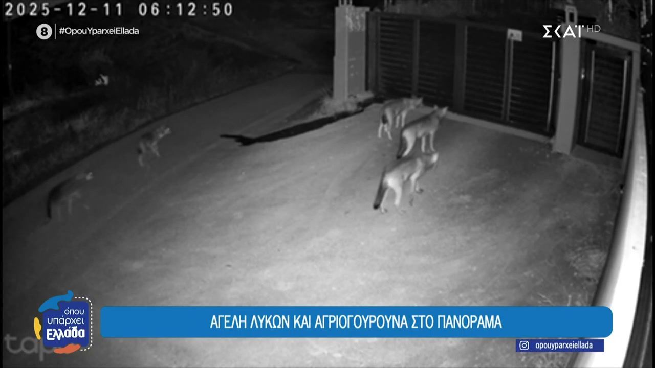 Αγέλη λύκων και αγριογούρουνα στο Πανόραμα